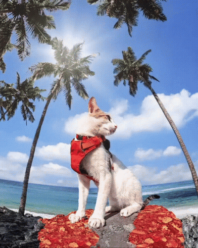 A Cat Wearing A Red Harness Sits On A Pile Of Pizza On A Beach GIF