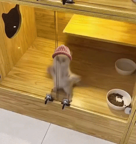 A Cat Wearing A Red Hat Is Standing In A Glass Cage . GIF