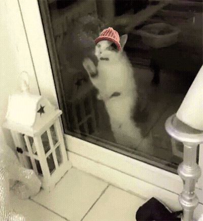 A Cat Wearing A Red Hat Is Standing In Front Of A Glass Door GIF