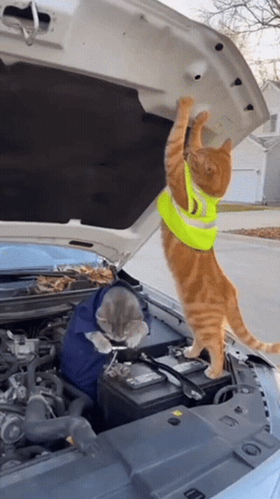 A Cat Wearing A Safety Vest Climbs Under The Hood Of A Car GIF