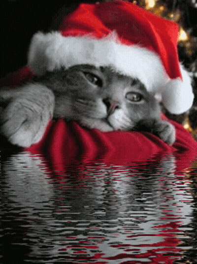 A Cat Wearing A Santa Hat Is Laying On A Red Blanket GIF