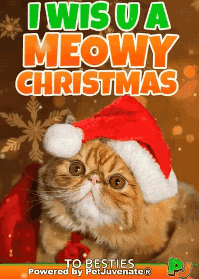 A Cat Wearing A Santa Hat With The Words I Wish U A Meowy Christmas GIF