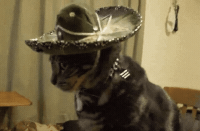 A Cat Wearing A Sombrero And A Collar Is Sitting On A Bed GIF