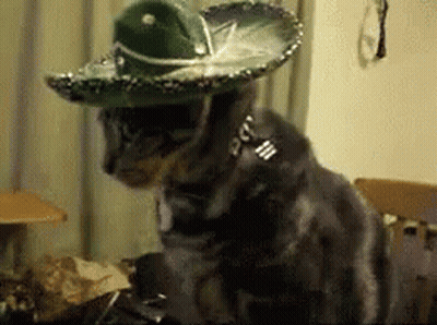 A Cat Wearing A Sombrero And A Collar Is Sitting On A Table . GIF