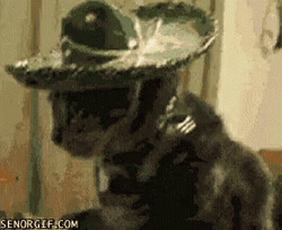 A Cat Wearing A Sombrero Is Looking At The Camera . GIF