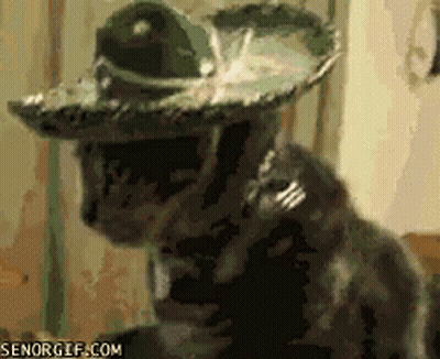 A Cat Wearing A Sombrero With Senogif.com Written On The Bottom Right GIF