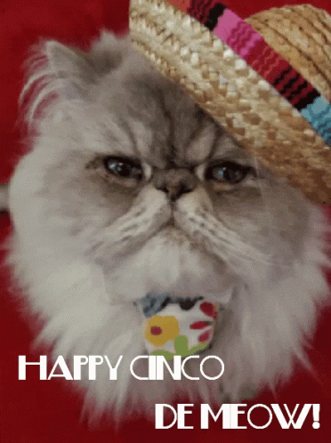 A Cat Wearing A Sombrero With The Words Happy Cinco De Meow Written Below It GIF