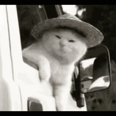 A Cat Wearing A Straw Hat Is Sticking Its Head Out Of The Window Of A Truck . GIF