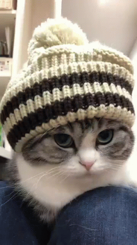 A Cat Wearing A Striped Knitted Hat Is Sitting On A Person 'S Lap . GIF