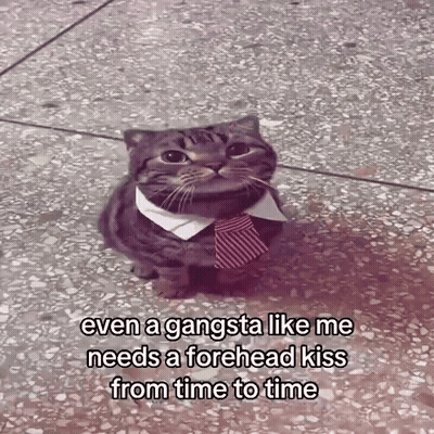 A Cat Wearing A Tie And A Collar Says Even A Gangsta Like Me Needs A Forhead Kiss From Time To Time GIF