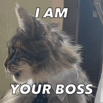 A Cat Wearing A Tie With The Words I Am Your Boss Above It GIF
