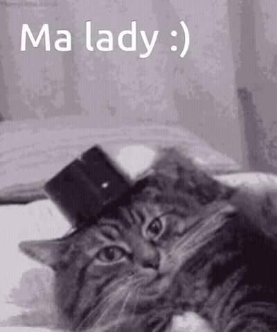 A Cat Wearing A Top Hat Is Laying On A Bed With The Words Ma Lady Below It GIF