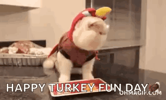 A Cat Wearing A Turkey Costume Is Standing On A Tray On A Counter . GIF