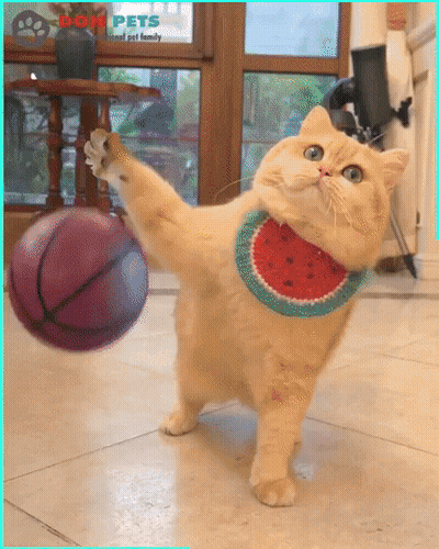 A Cat Wearing A Watermelon Scarf Is Playing With A Basketball GIF