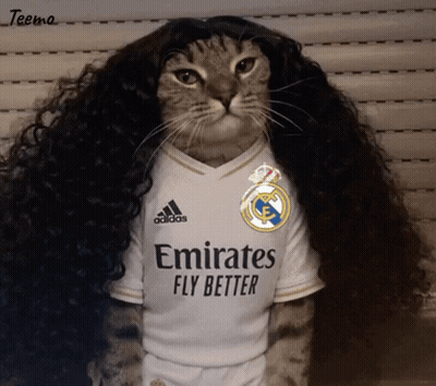 A Cat Wearing A Wig And An Emirates Fly Better Jersey GIF