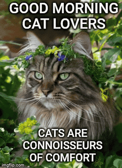 A Cat Wearing A Wreath Of Flowers On Its Head With The Caption Good Morning Cat Lovers Cats Are Connoisseurs Of Comfort GIF