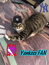 A Cat Wearing A Yankees Hat Is Laying On A Rug GIF