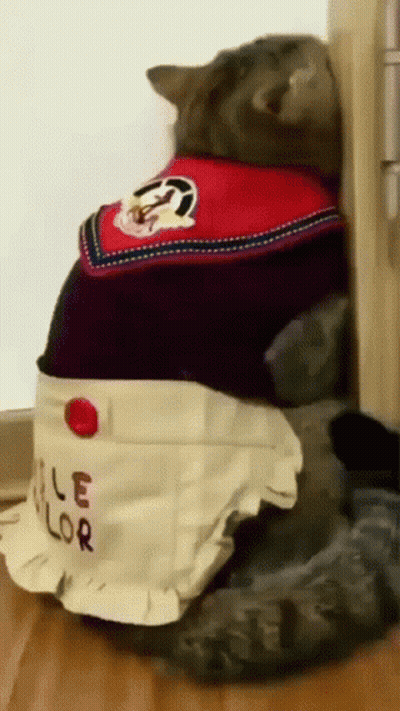 A Cat Wearing An Apron That Says " Le Lor " GIF