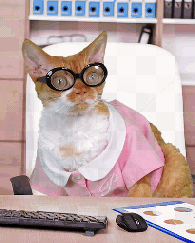 A Cat Wearing Glasses And A Pink Shirt With The Letter S On It GIF