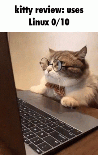 A Cat Wearing Glasses Is Looking At A Laptop Computer . GIF
