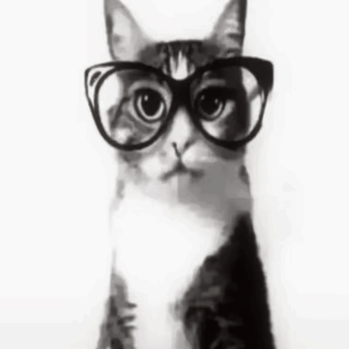 A Cat Wearing Glasses Is Looking At The Camera In A Black And White Photo GIF