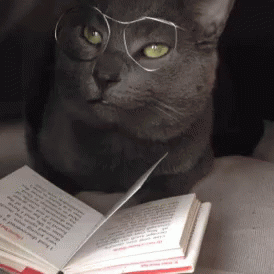 A Cat Wearing Glasses Looks At A Book GIF
