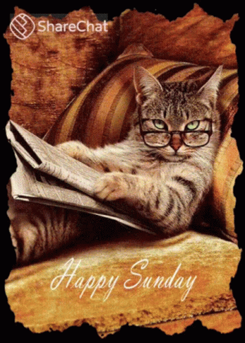 A Cat Wearing Glasses Sits On A Couch Reading A Newspaper With The Caption Happy Sunday GIF