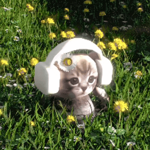 A Cat Wearing Headphones In A Field Of Flowers GIF