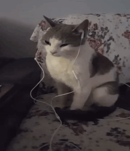 A Cat Wearing Headphones Sitting On A Couch GIF