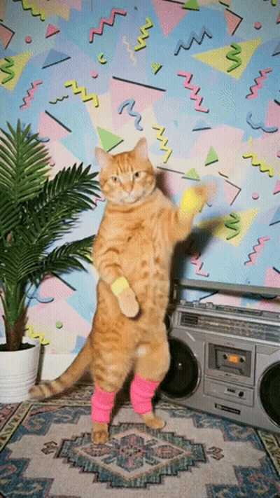 A Cat Wearing Pink Leg Warmers Is Standing On Its Hind Legs GIF