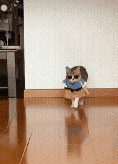 A Cat Wearing Sunglasses And A Blue Shirt Is Walking On A Hardwood Floor . GIF