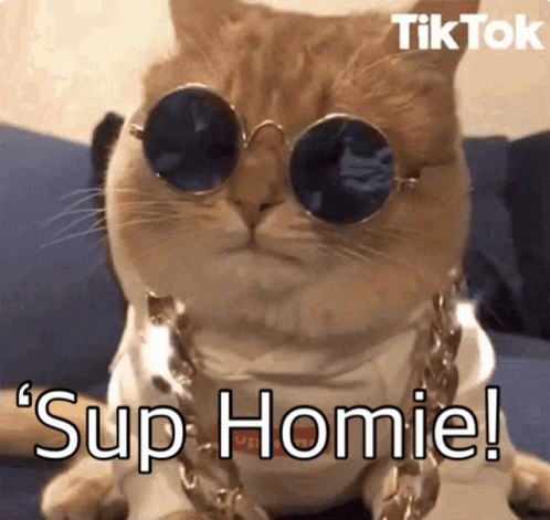 A Cat Wearing Sunglasses And A Chain With The Caption " Sup Homie " GIF