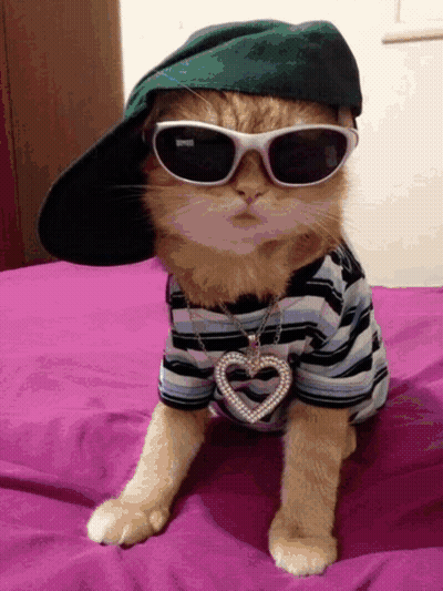 A Cat Wearing Sunglasses And A Hat With A Heart Pendant GIF