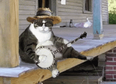 A Cat Wearing Sunglasses And A Straw Hat Plays A Banjo GIF