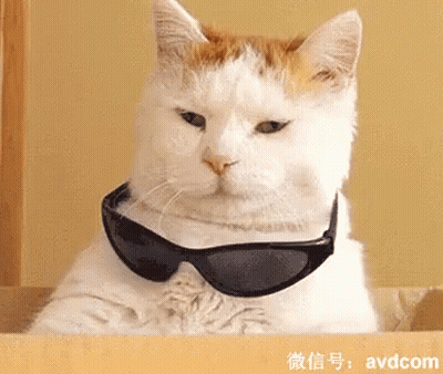 A Cat Wearing Sunglasses Is Sitting In A Box With Avdcom Written Below It GIF