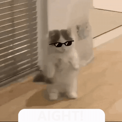 A Cat Wearing Sunglasses Stands On Its Hind Legs In Front Of A Sign That Says Aight GIF