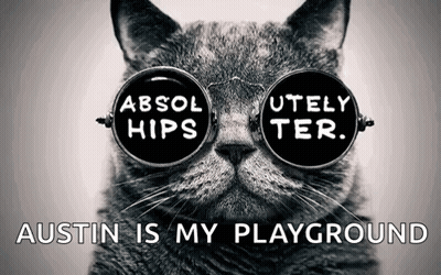A Cat Wearing Sunglasses That Say Absol Hips GIF