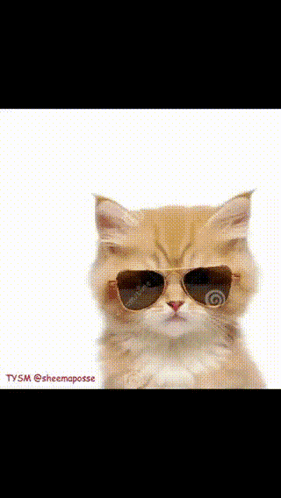 A Cat Wearing Sunglasses With A Drawing Of The Letter A On The Bottom GIF