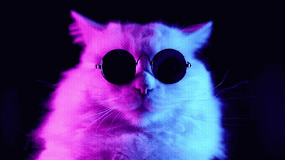 A Cat Wearing Sunglasses With A Pink And Blue Background GIF
