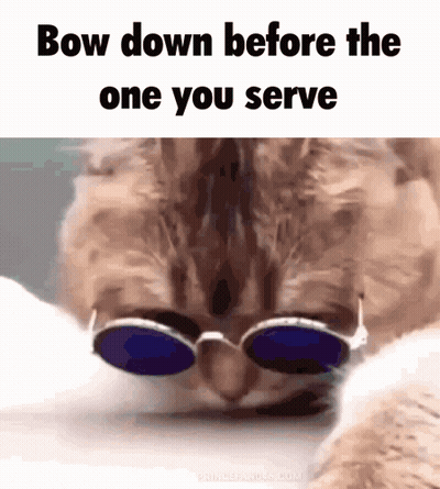 A Cat Wearing Sunglasses With The Words Bow Down Before The One You Serve Below It GIF