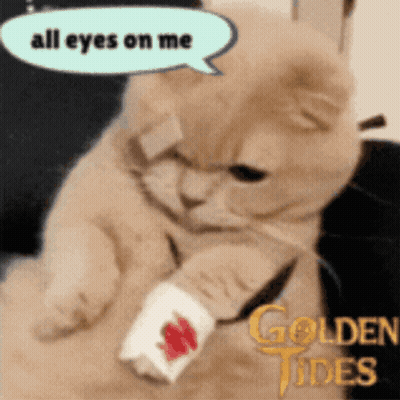 A Cat With A Bandage On Its Arm Says " All Eyes On Me " In A Speech Bubble GIF