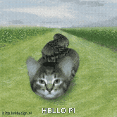 A Cat With A Bird On Its Head And The Words Hello Pi Written Below It GIF