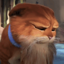 A Cat With A Blue Collar Is Looking At The Camera GIF