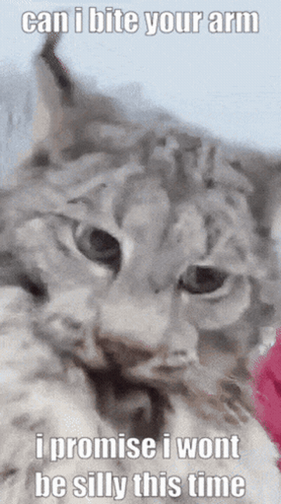 A Cat With A Caption That Says Can I Bite Your Arm GIF