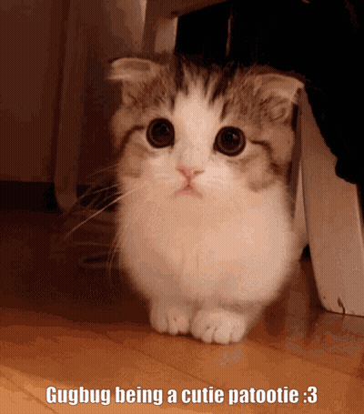 A Cat With A Caption That Says ' Gugbug Being A Cutie Patootie 3 ' GIF