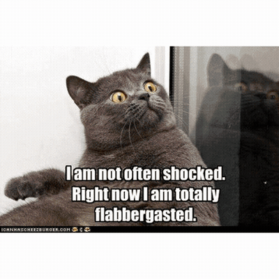 A Cat With A Caption That Says " I Am Not Often Shocked Right Now I Am Totally Flabbergasted . " GIF