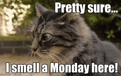 A Cat With A Caption That Says `` Pretty Sure I Smell A Monday Here '' . GIF