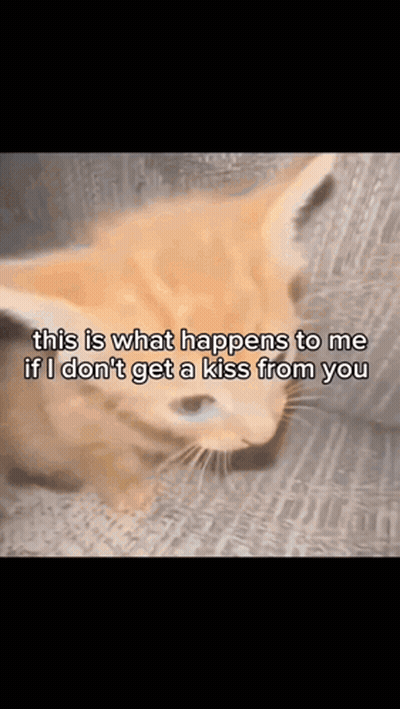 A Cat With A Caption That Says " This Is What Happens To Me If I Don T Get A Kiss From You " GIF