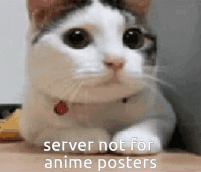 A Cat With A Collar Is Laying On A Table With The Words `` Server Not For Anime Posters '' Written On It . GIF