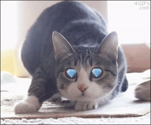 A Cat With A Diamond In Its Eye Is Looking At The Camera GIF
